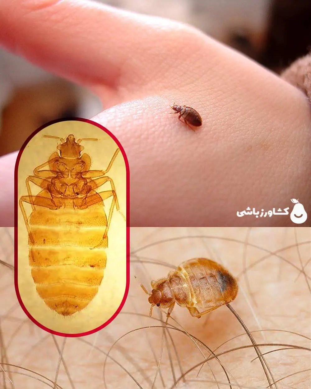 عکس1