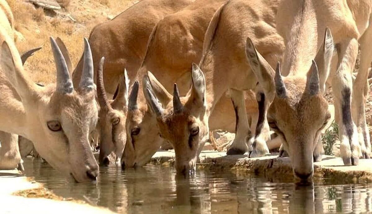 هوشمندسازی مناطق حفاظت شده 