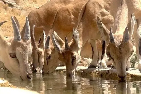 هوشمندسازی مناطق حفاظت شده 