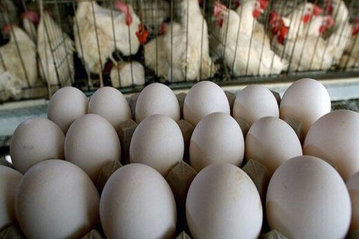 قیمت هر شانه تخم مرغ ۳۰ هزار تومان کاهش یافت
