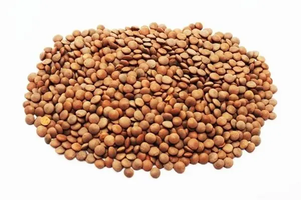  گرانی ۳۴۳ درصدی قیمت عدس در ۷ سال اخیر 