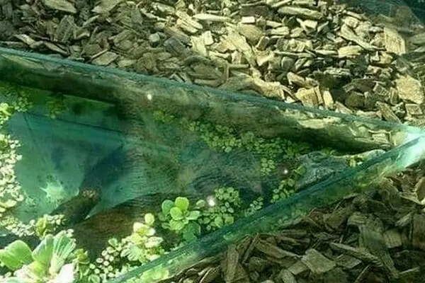 نگهداری از تمساح درمرکز خرید لاکچری