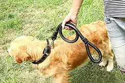 ماجرای حمله ۳ سگ به ۲ کودک در پارک