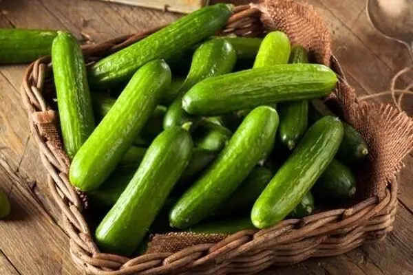 فیلم: لیچار به خیار ۲۰ هزار تومانی!
