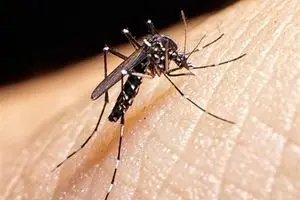 شناسایی ۱۲۲ مورد ابتلا به تب دنگی در کشور