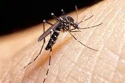 شناسایی ۱۲۲ مورد ابتلا به تب دنگی در کشور