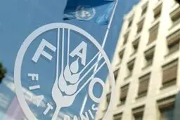 قیمت جهانی مواد غذایی در ژوئن ۲۰۲۶ کاهش یافت؛ فائو از افت قیمت غلات، شکر و لبنیات خبر داد
