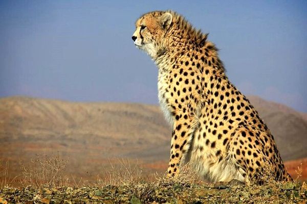 ۵۰ درصد گونه‌های حیات وحش ایران را در نیم قرن اخیر از دست داده‌ایم