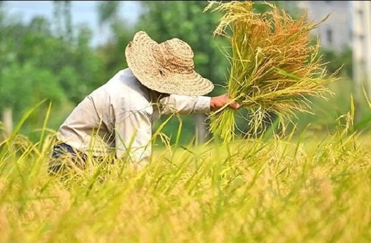 
گرانی قیمت برنج در ایام پایانی سال بازار گرمی کاذب است
