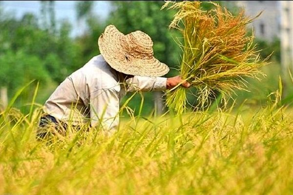 
گرانی قیمت برنج در ایام پایانی سال بازار گرمی کاذب است
