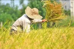 
گرانی قیمت برنج در ایام پایانی سال بازار گرمی کاذب است
