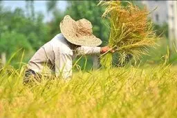 
گرانی قیمت برنج در ایام پایانی سال بازار گرمی کاذب است
