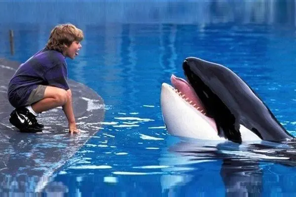  «برادران داسلر» و «نهنگ آزاد» در شبکه نمایش سیما تماشایی می‌شوند