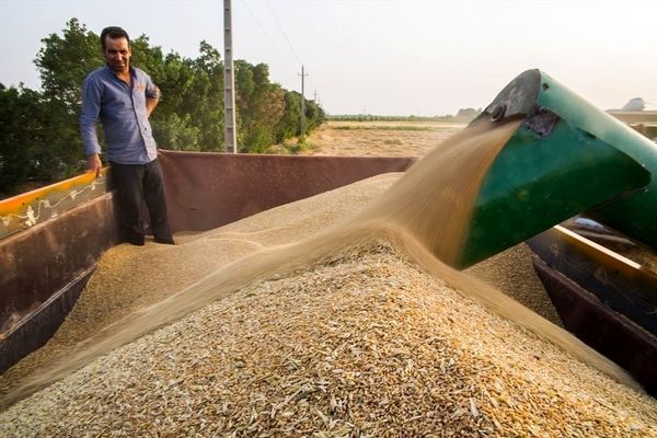 میزان واردات گندم چقدر کاهش می‌یابد؟
