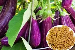 کدو و بادمجان چه تاثیری در سلامتی بدن دارند؟