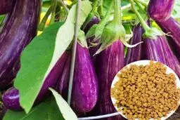 کدو و بادمجان چه تاثیری در سلامتی بدن دارند؟