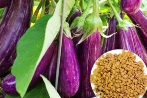 کدو و بادمجان چه تاثیری در سلامتی بدن دارند؟