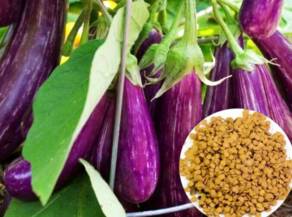 کدو و بادمجان چه تاثیری در سلامتی بدن دارند؟