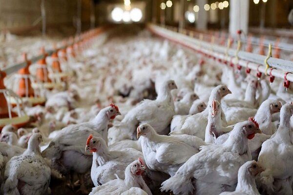 ارز مورد نیاز کالای اساسی صرف واردات مرغ شد