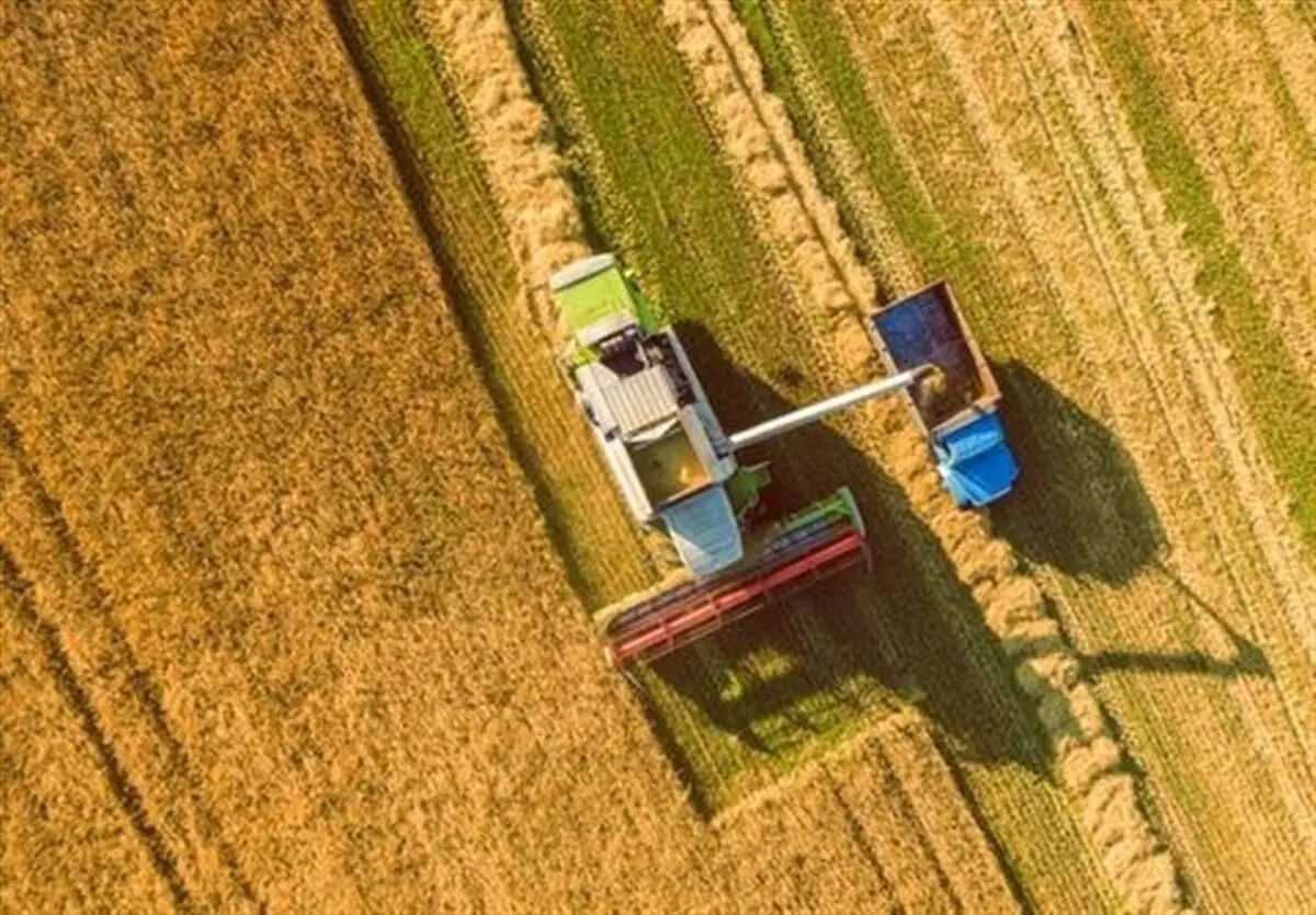 سیاست‌های جدید دولت در قیمت‌گذاری گندم تا هفته آینده نهایی می‌شود