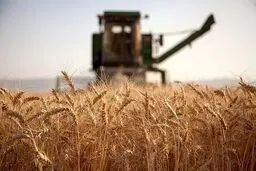 ورود گندم به چرخه خوراک دام به دنبال قیمت پایین