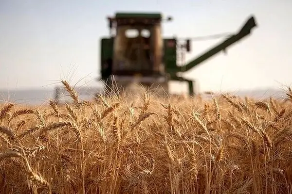 ورود گندم به چرخه خوراک دام به دنبال قیمت پایین