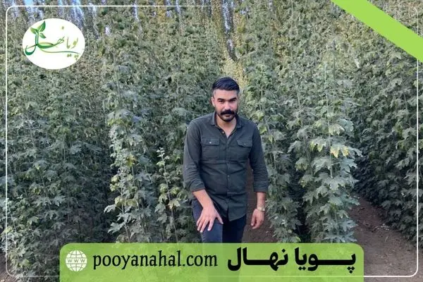 زراعت چوب صنوبر: بازگشت سرمایه سریع در کمتر از ۷ سال