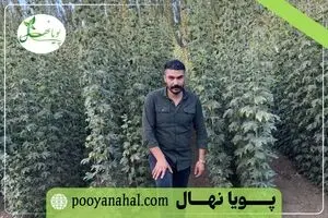 زراعت چوب صنوبر: بازگشت سرمایه سریع در کمتر از ۷ سال