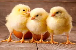 سرنوشت نامعلوم ۸.۹میلیون قطعه جوجه