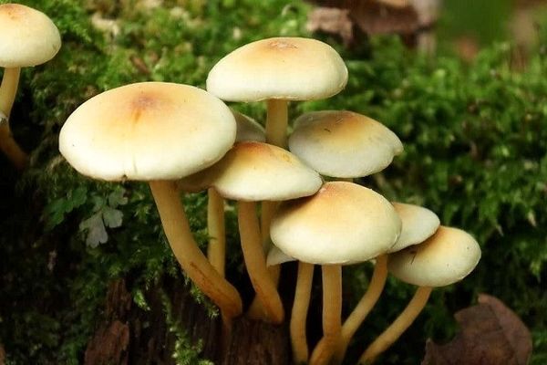 قارچ های سمی مشابه خوراکی دوباره به بازار آمدند