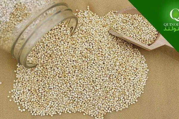 کینوا چیست؟