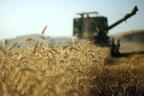 ایران در سال ۱۴۰۰ هم واردکننده گندم خواهد بود؟