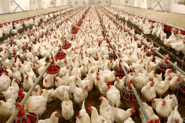 وزیر جهاد: مرغ به اندازه کافی وجود دارد