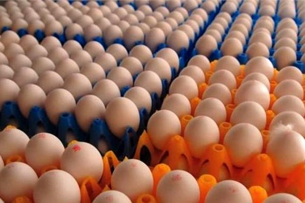  کاهش ۳ هزار تومانی قیمت هر شانه تخم مرغ 