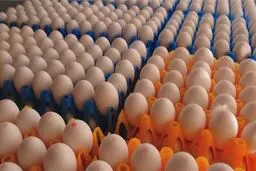  کاهش ۳ هزار تومانی قیمت هر شانه تخم مرغ 