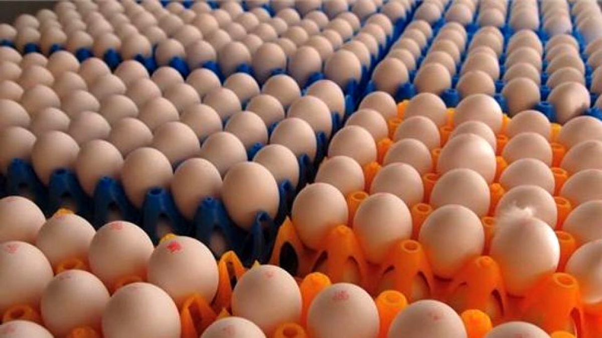  کاهش ۳ هزار تومانی قیمت هر شانه تخم مرغ 