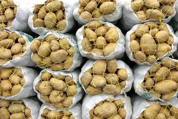 کود سفید، متهم ردیف اول
