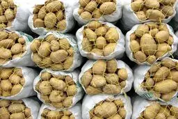 سیب‌زمینی ارزان می‌شود