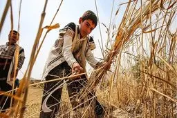 اقبال دولت به تامین گندم از داخل