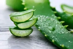 خواص معجزه گر آلوئه ورا برای درمان بیماریهای مقعدی