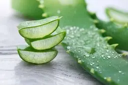 خواص معجزه گر آلوئه ورا برای درمان بیماریهای مقعدی