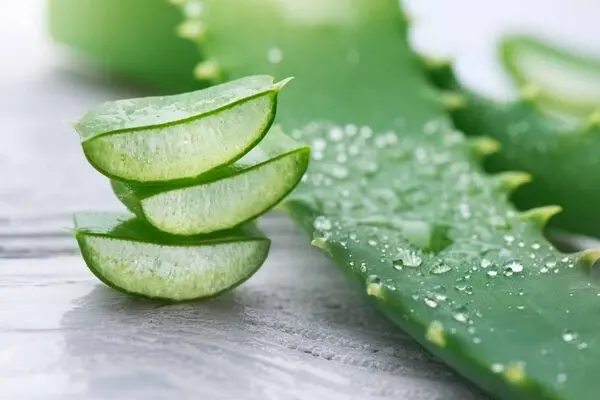 خواص معجزه گر آلوئه ورا برای درمان بیماریهای مقعدی