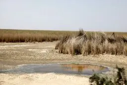وضعیت نگاه‌ها به محیط زیست بوشهر بهبود یافته است
