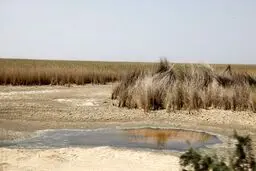 وضعیت نگاه‌ها به محیط زیست بوشهر بهبود یافته است