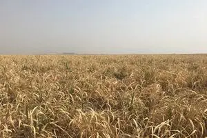 آینده‌ی هفت‌تپه در خطر است