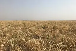 آینده‌ی هفت‌تپه در خطر است