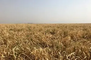 آینده‌ی هفت‌تپه در خطر است