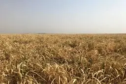 آینده‌ی هفت‌تپه در خطر است