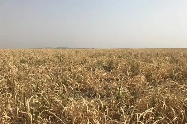 آینده‌ی هفت‌تپه در خطر است