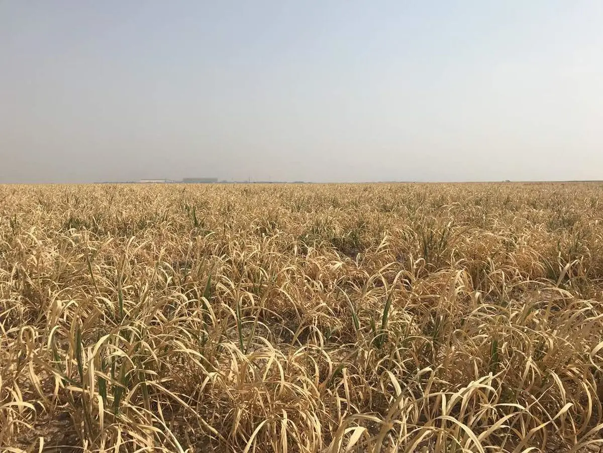 آینده‌ی هفت‌تپه در خطر است